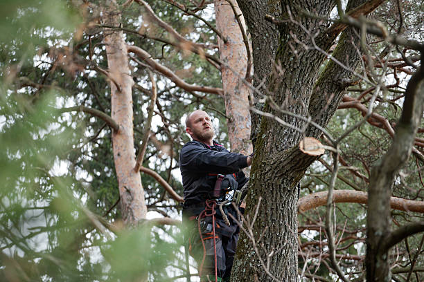 How Our Tree Care Process Works  in  Pendleton, IN