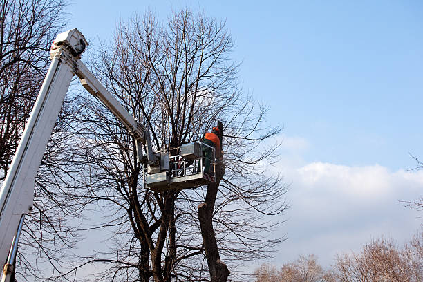 Best Commercial Tree Services  in Pendleton, IN